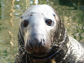Смотреть фото Серый тюлень Фото Серый тюлень