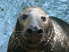Фото Сборища гренландских тюленей в Белом море