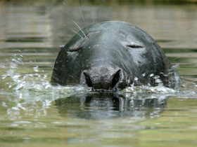 Смотреть фото Серый тюлень Фото Серый тюлень