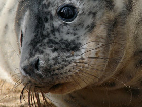 Смотреть фото Серый тюлень Фото Серый тюлень