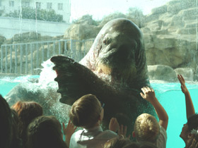 Смотреть фото Морж Фото Морж