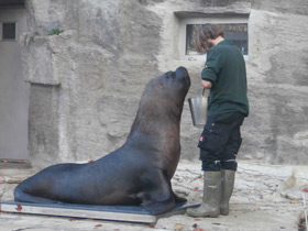 Смотреть фото Южный морской лев Фото Южный морской лев
