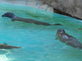 Смотреть фото Обыкновенный тюлень Фото Обыкновенный тюлень