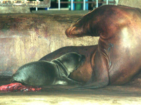 Смотреть фото Калифорнийский морской лев Фото Калифорнийский морской лев