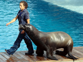 Смотреть фото Калифорнийский морской лев Фото Калифорнийский морской лев