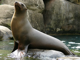 Смотреть фото Калифорнийский морской лев Фото Калифорнийский морской лев