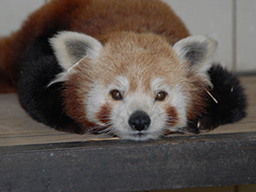 Фото Самые необычные и удивительные животные