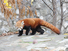 Смотреть фото Малая Панда Фото Малая Панда