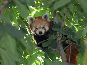 Малая Панда Малая Панда