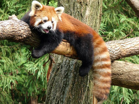 Смотреть фото Малая Панда Фото Малая Панда