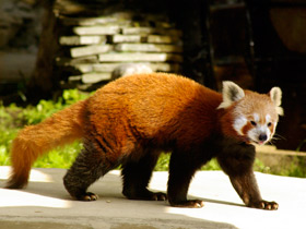 Фото Малая панда: единственная в своем семействе