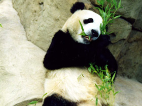 Смотреть фото Кошки или собаки? Фото Кошки или собаки?