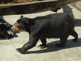 Смотреть фото Очковый медведь Фото Очковый медведь
