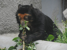 Фото 10 интересных фактов о медведях