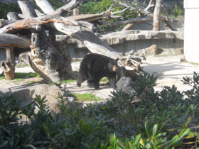 Смотреть фото Американский черный медведь Фото Американский черный медведь