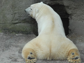 Фото 10 интересных фактов о медведях