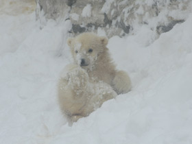 Белый медведь Белый медведь