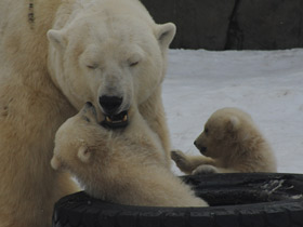 Смотреть фото Белый медведь Фото Белый медведь