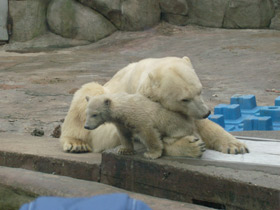 Смотреть фото Белый медведь Фото Белый медведь