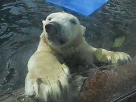 Фото 10 интересных фактов о медведях