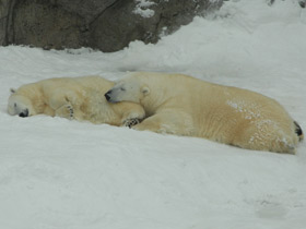 Белый медведь Белый медведь