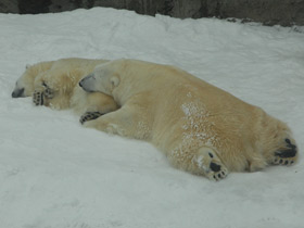 Белый медведь Белый медведь