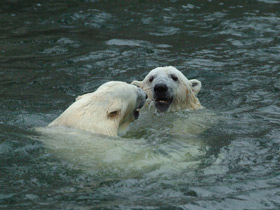 Белый медведь Белый медведь