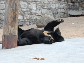 Фото 10 интересных фактов о медведях