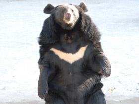 Гималайский медведь Гималайский медведь