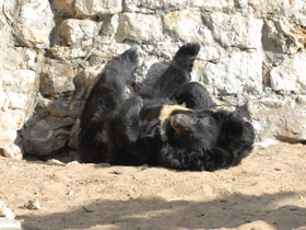 Смотреть фото Гималайский медведь Фото Гималайский медведь
