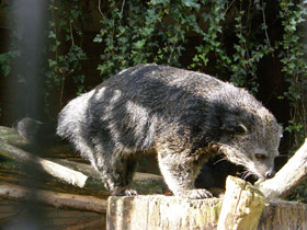 Смотреть фото Бинтуронг Фото Бинтуронг