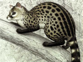 Фото Генетта Берлони