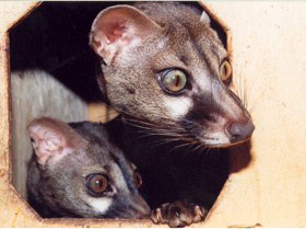 Обыкновенная генета Обыкновенная генета