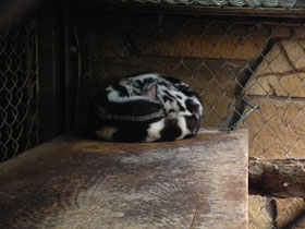 Смотреть фото Полосатый линсанг Фото Полосатый линсанг