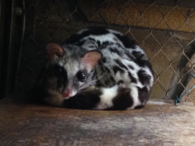 Смотреть фото Полосатый линсанг Фото Полосатый линсанг