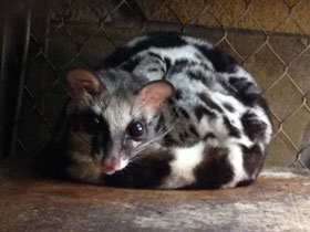 Смотреть фото Полосатый линсанг Фото Полосатый линсанг