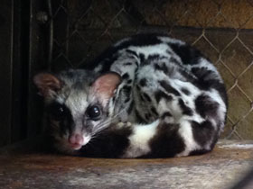 Смотреть фото Полосатый линсанг Фото Полосатый линсанг