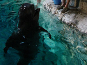 Смотреть фото 10 интересных фактов о дельфинах Фото 10 интересных фактов о дельфинах