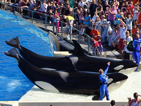 Смотреть фото Почему киты и дельфины выбрасываются на берег? Фото Почему киты и дельфины выбрасываются на берег?