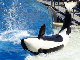 Смотреть фото Косатка Фото Косатка