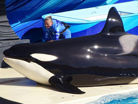 Смотреть фото Косатка Фото Косатка