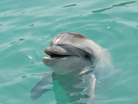 Фото Афалина