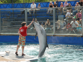 Фото Афалина