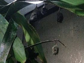 Смотреть фото Длинноязыкий листонос Фото Длинноязыкий листонос