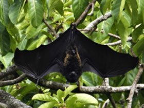 Фото Коморская летучая лисица