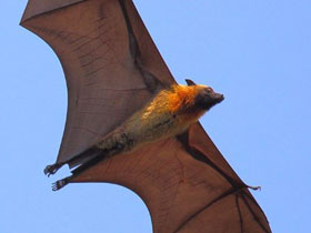 Фото Рыжая летучая лисица