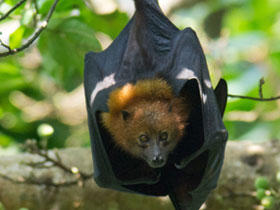 Смотреть фото Пембская летучая лисица Фото Пембская летучая лисица