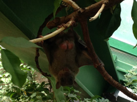 Фото Индийская летучая лисица