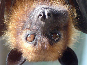 Фото Летучая лисица Лиля