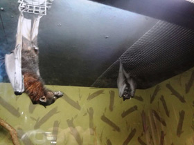 Фото Удивительные животные Мадагаскара. Часть 2